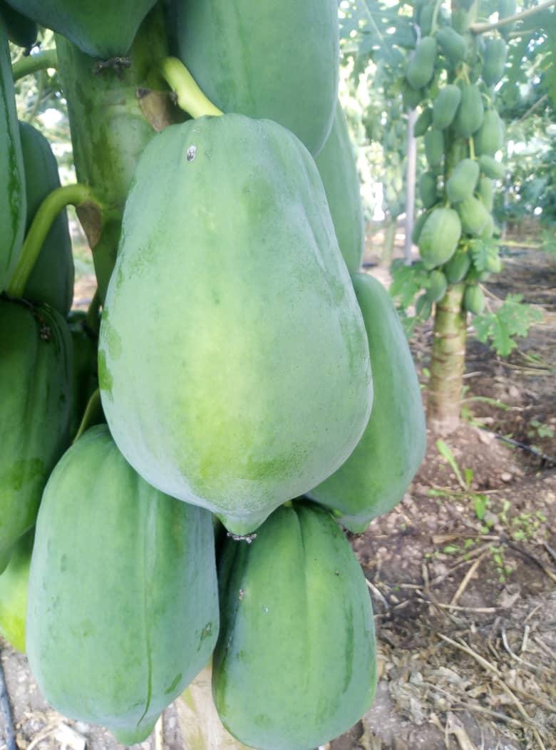 پاپایا یا خربزه درختی